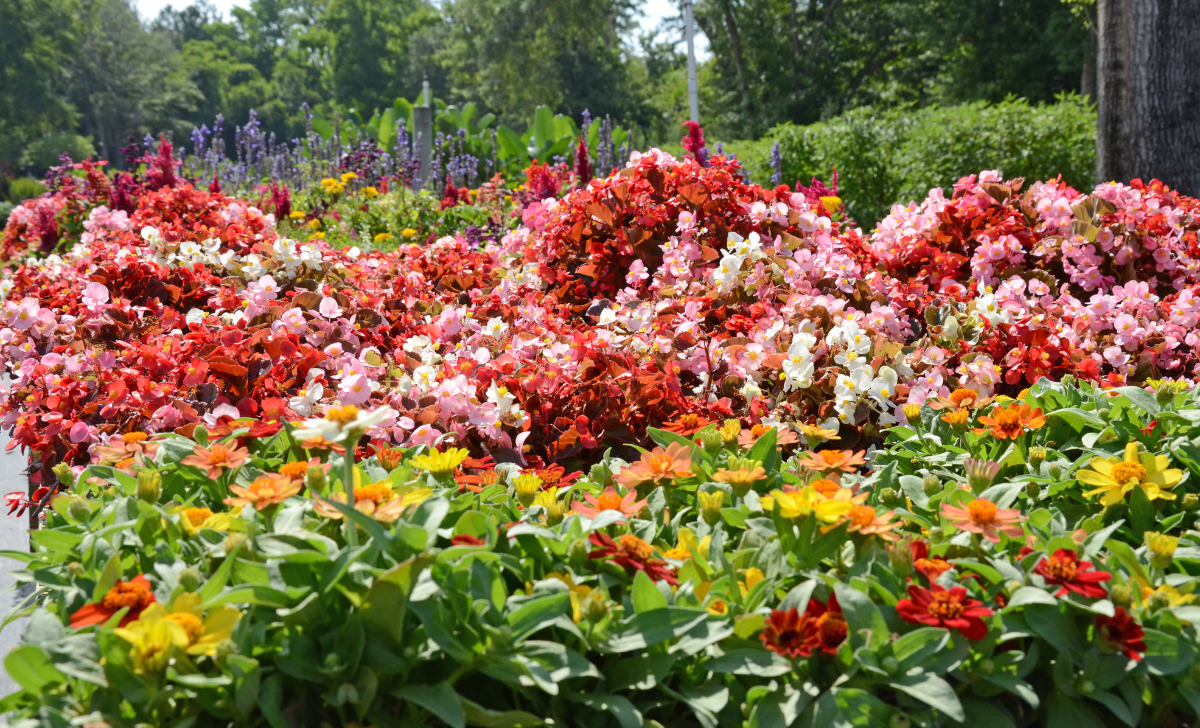 Saved Shoot Availability